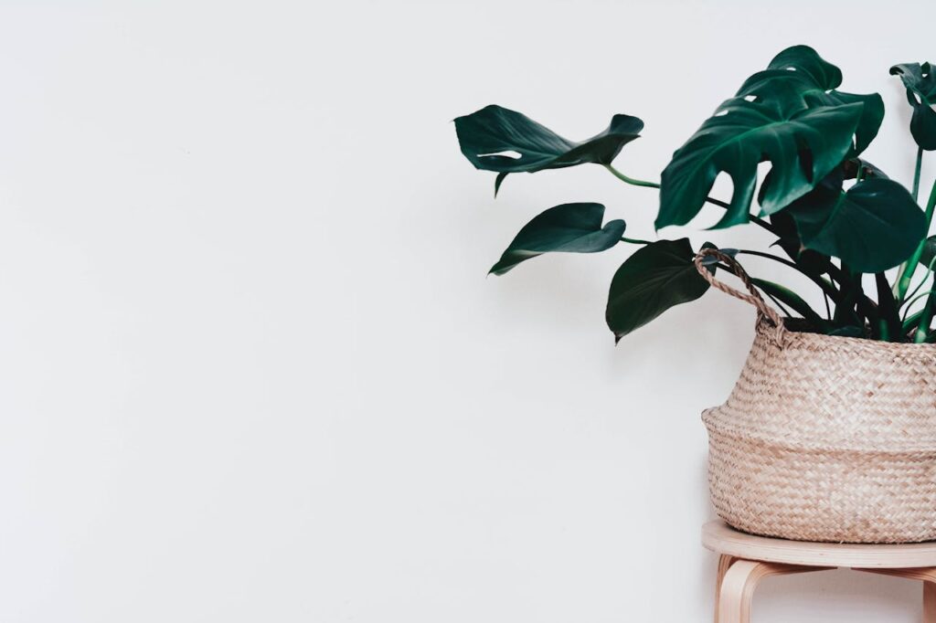 Alles wat je moet weten over monstera verzorging in huis
