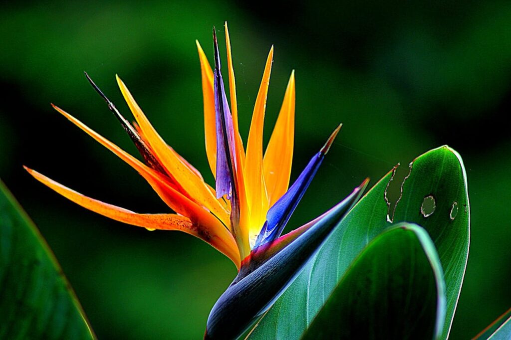Frisse kracht in huis met goede strelitzia verzorging