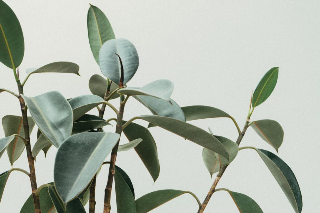 Rouwvliegjes bestrijden in je planten