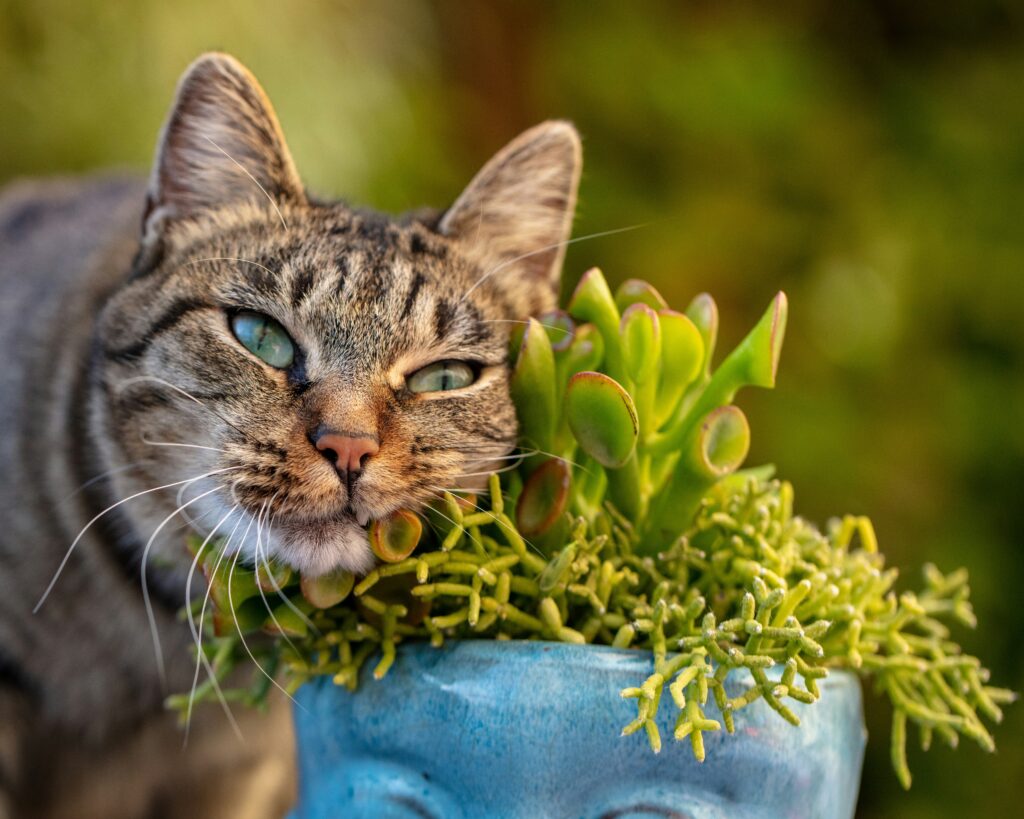 Veilige groene keuzes: niet giftige planten voor katten