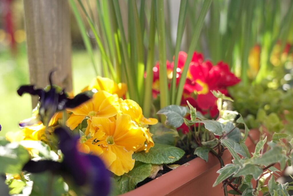 Kleurrijke zomer met gladiolen planten in je tuin
