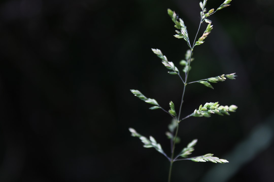 Zelf zoete aardappel planten in je tuin of op balkon