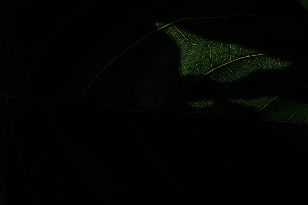 Zo houd je je planten veilig bij vorst