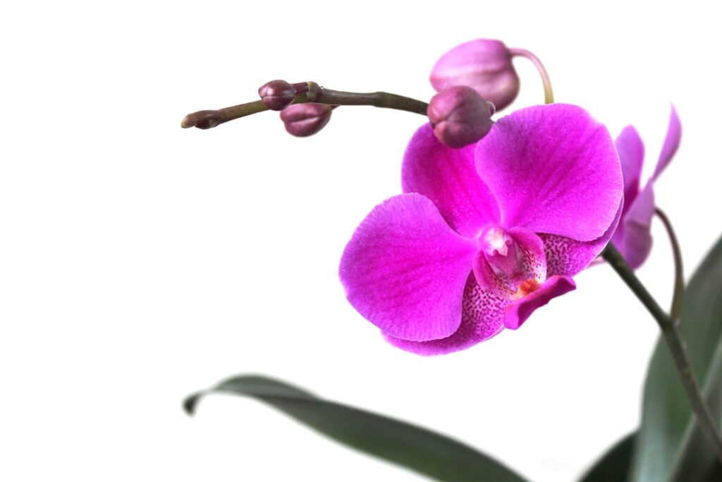 De juiste manier om je orchidee water te geven