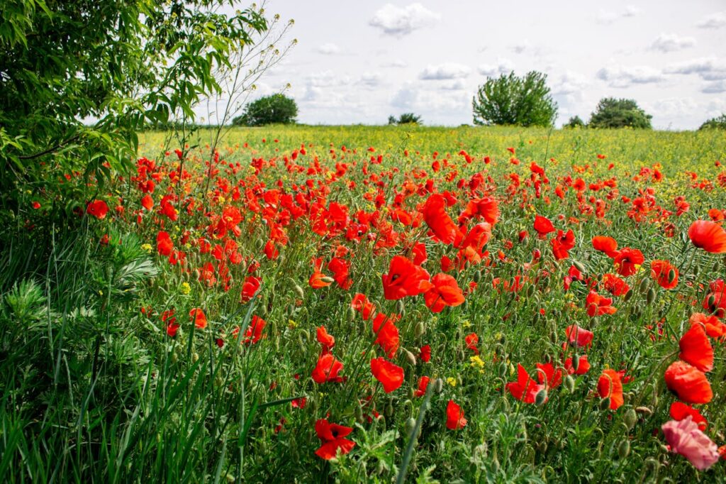 Snijbloem bloemzaden als basis voor een sterke en flexibele bloemenketen
