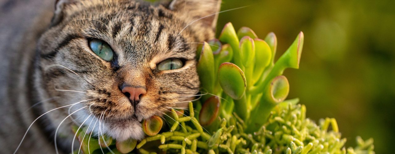 Veilige groene keuzes: niet giftige planten voor katten