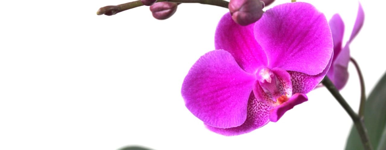 De juiste manier om je orchidee water te geven