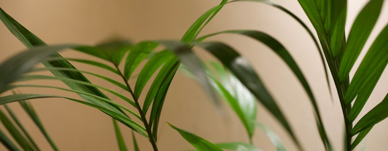 De beste tijd om vaste planten te planten voor een gezonde tuin
