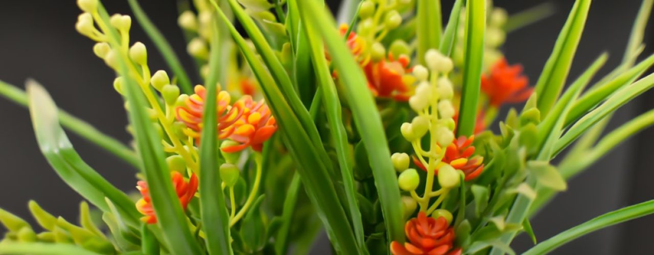 Zo plant je een framboos in je eigen tuin