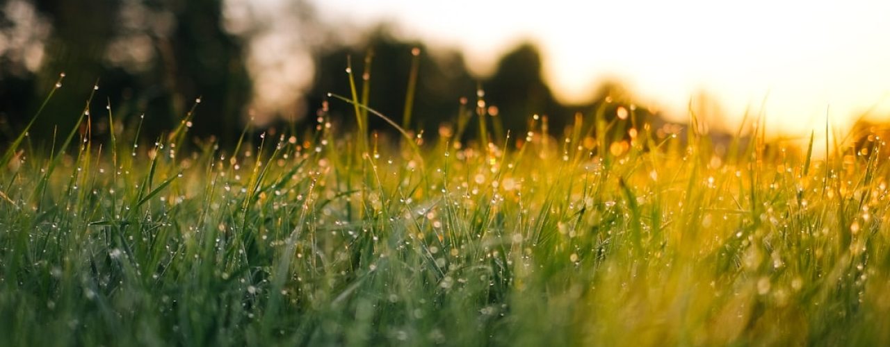 Zorgeloos genieten van een groen gazon: hoe lang gras sproeien voor een gezond resultaat