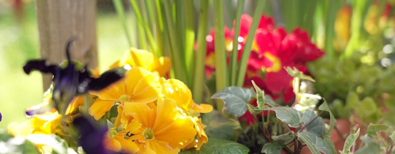 Kleurrijke zomer met gladiolen planten in je tuin
