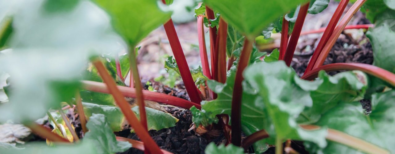 Alles wat je wilt weten over rabarber planten in je tuin