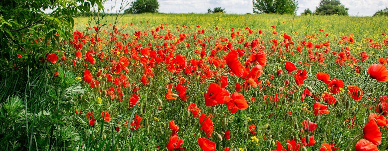Snijbloem bloemzaden als basis voor een sterke en flexibele bloemenketen