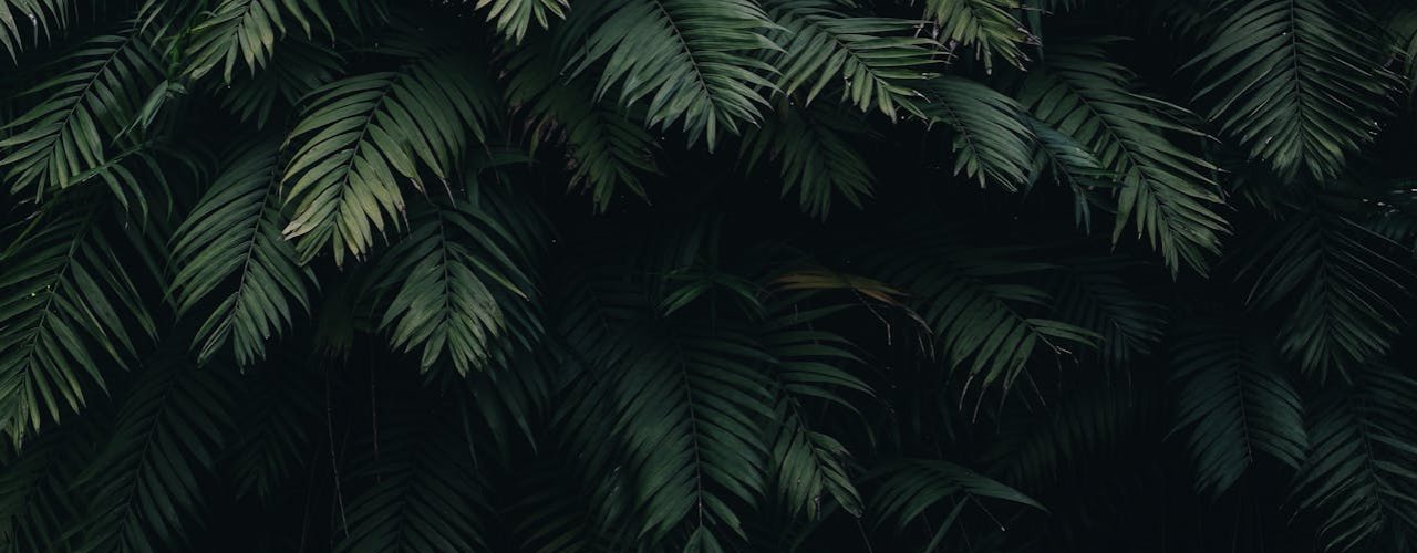 pexels-catiamatos-1072179