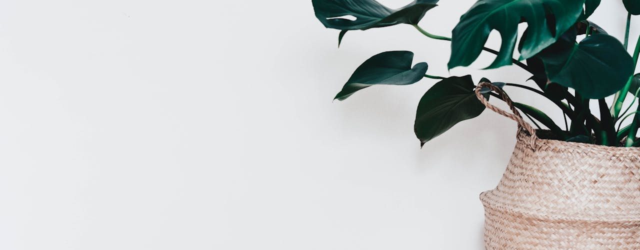 Alles wat je moet weten over monstera verzorging in huis
