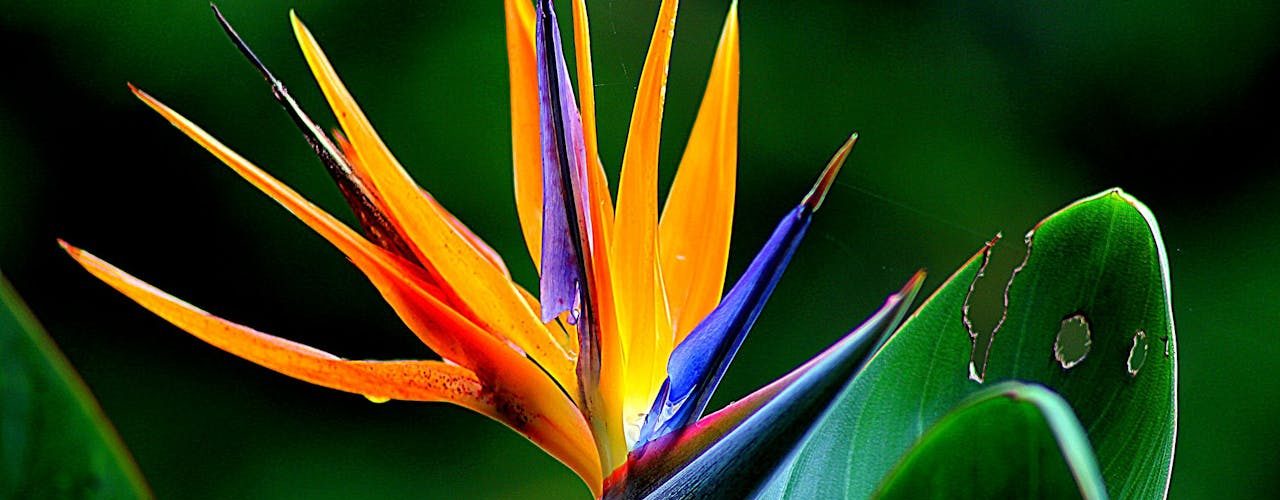 Frisse kracht in huis met goede strelitzia verzorging
