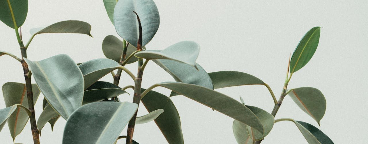 Rouwvliegjes bestrijden in je planten