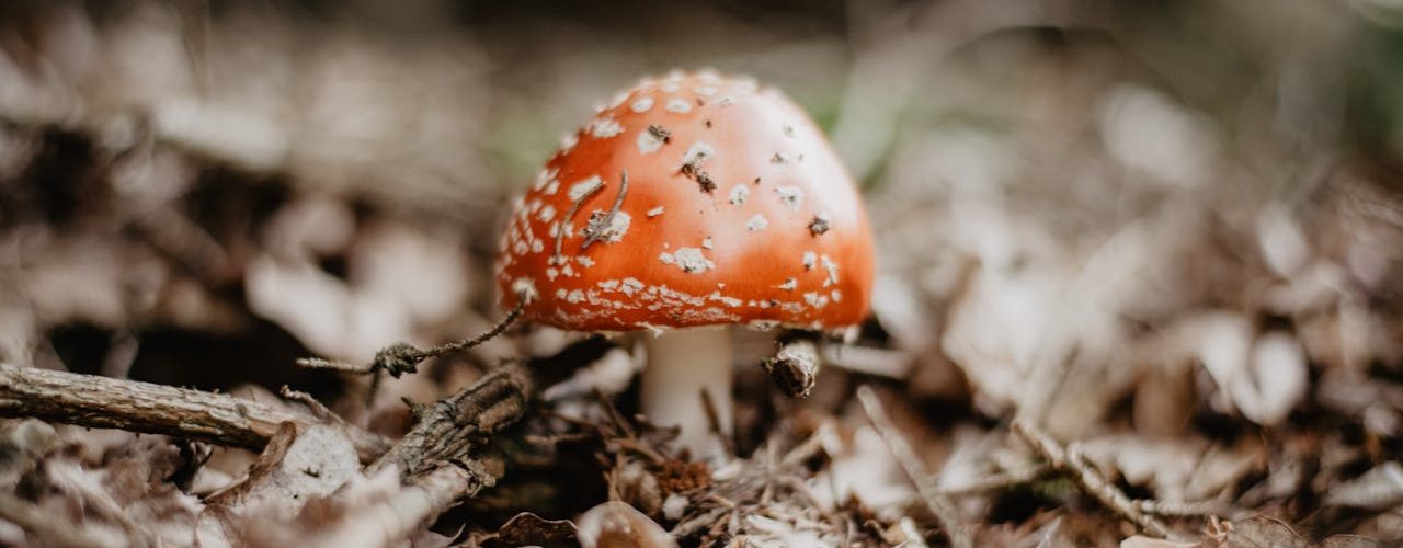 Zwam in huis? Dit moet je weten