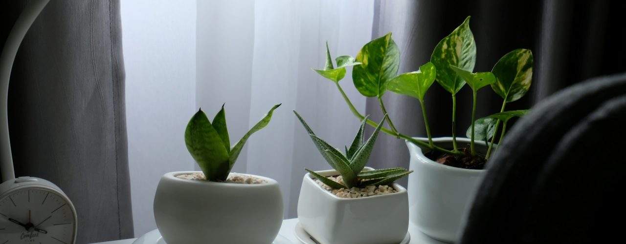 Je kamerplanten insectvrij houden op een eenvoudige manier