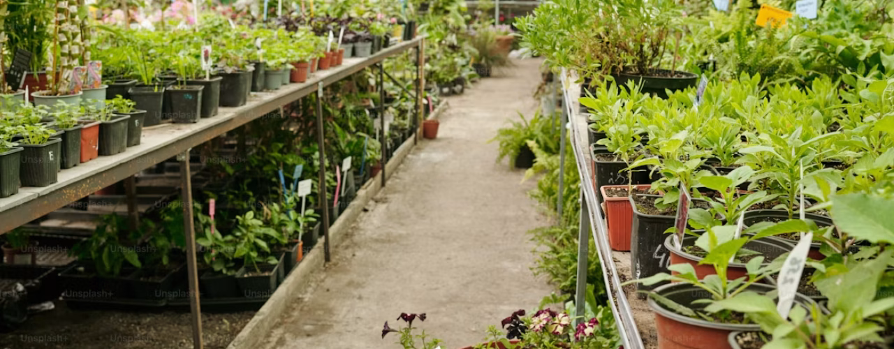 Houd je van planten? Maak er je werk van bij deze bedrijven