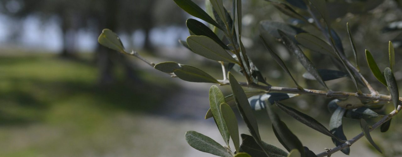 Olijfboom planten: stap voor stap naar een prachtige groei
